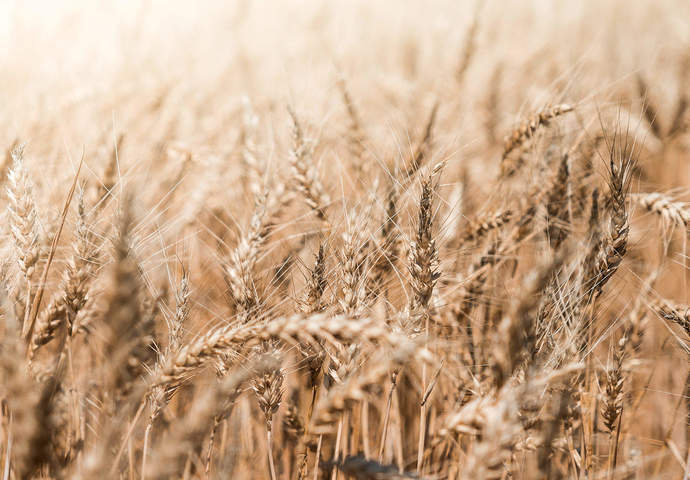 Wheat field close up free photo 2210x1473