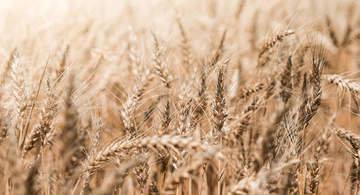 Wheat field close up free photo 2210x1473